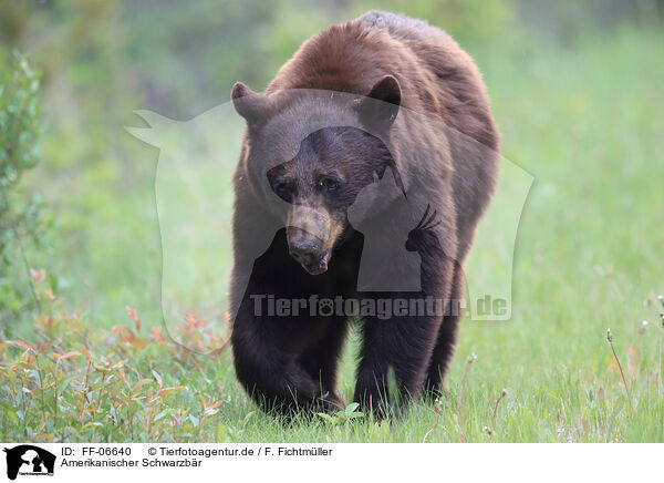 Amerikanischer Schwarzbr / American black bear / FF-06640