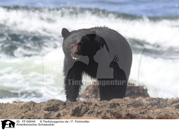 Amerikanischer Schwarzbr / American black bear / FF-06646