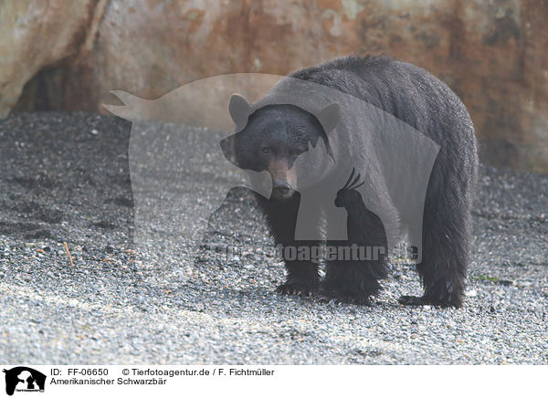 Amerikanischer Schwarzbr / American black bear / FF-06650