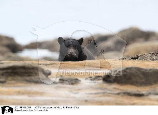 Amerikanischer Schwarzbr / American black bear / FF-06653