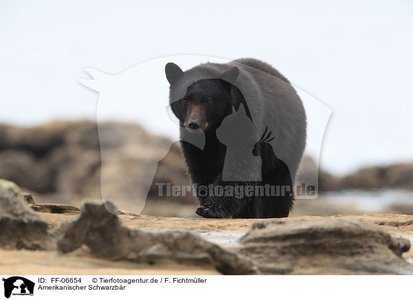 Amerikanischer Schwarzbr / American black bear / FF-06654