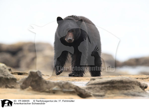 Amerikanischer Schwarzbr / American black bear / FF-06655