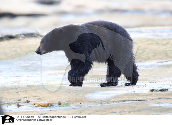 Amerikanischer Schwarzbr / American black bear / FF-06656