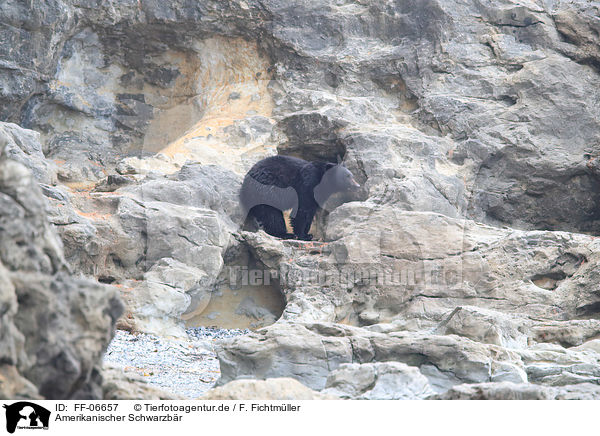 Amerikanischer Schwarzbr / American black bear / FF-06657