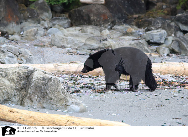 Amerikanischer Schwarzbr / American black bear / FF-06659