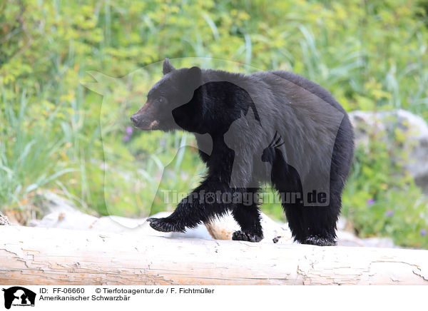 Amerikanischer Schwarzbr / American black bear / FF-06660