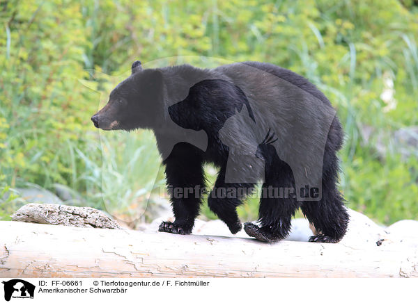 Amerikanischer Schwarzbr / American black bear / FF-06661