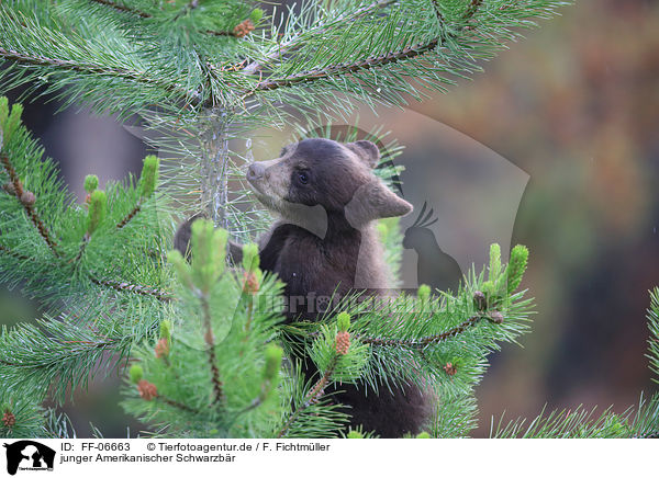 junger Amerikanischer Schwarzbr / American black bear cub / FF-06663