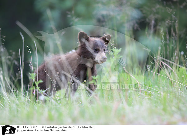 junger Amerikanischer Schwarzbr / American black bear cub / FF-06667