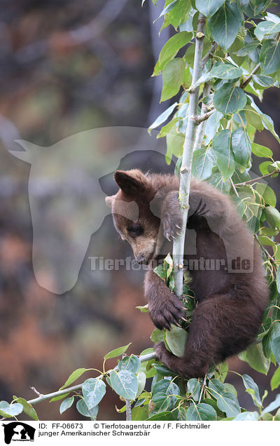 junger Amerikanischer Schwarzbr / American black bear cub / FF-06673
