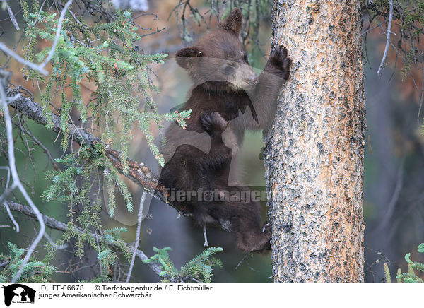junger Amerikanischer Schwarzbr / American black bear cub / FF-06678