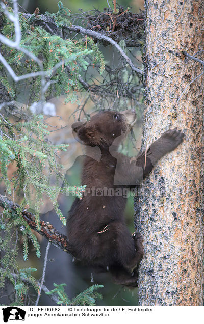junger Amerikanischer Schwarzb�r / FF-06682