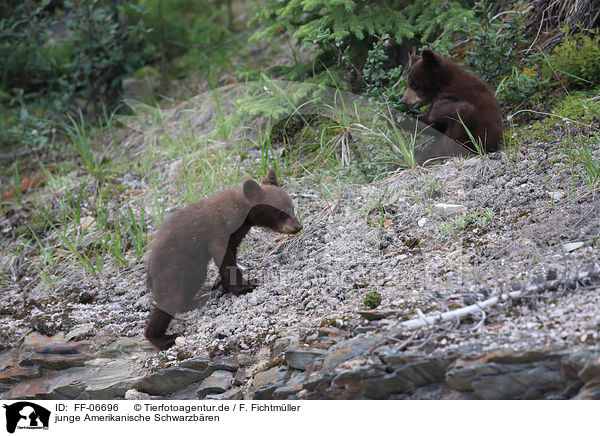 junge Amerikanische Schwarzbren / American black bear cubs / FF-06696