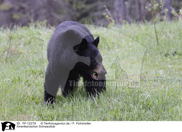 Amerikanischer Schwarzbr / American black bear / FF-12279