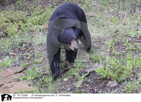 Amerikanischer Schwarzbr / American black bear / FF-12284