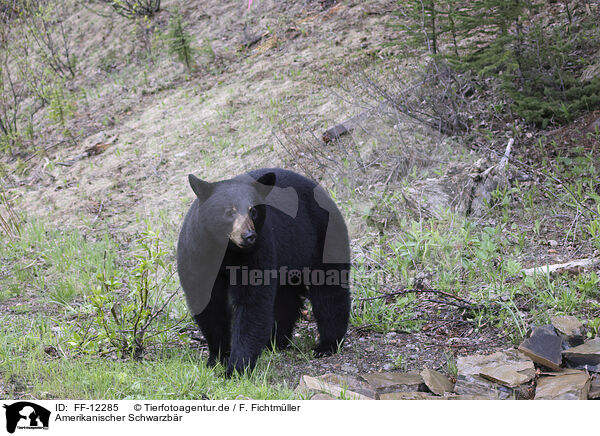 Amerikanischer Schwarzbr / American black bear / FF-12285