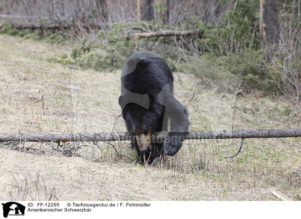 Amerikanischer Schwarzbr / American black bear / FF-12295