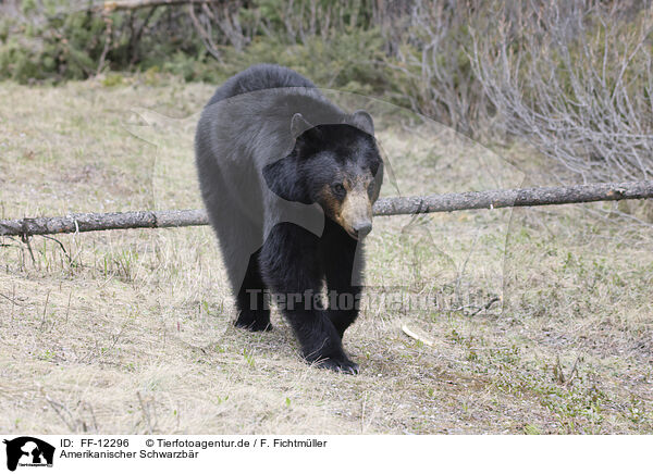 Amerikanischer Schwarzbr / American black bear / FF-12296