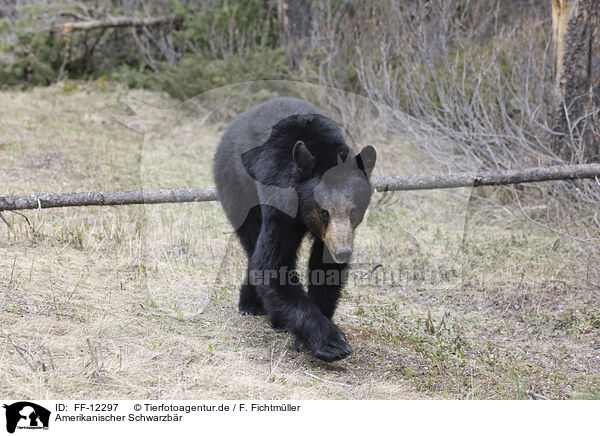 Amerikanischer Schwarzbr / American black bear / FF-12297