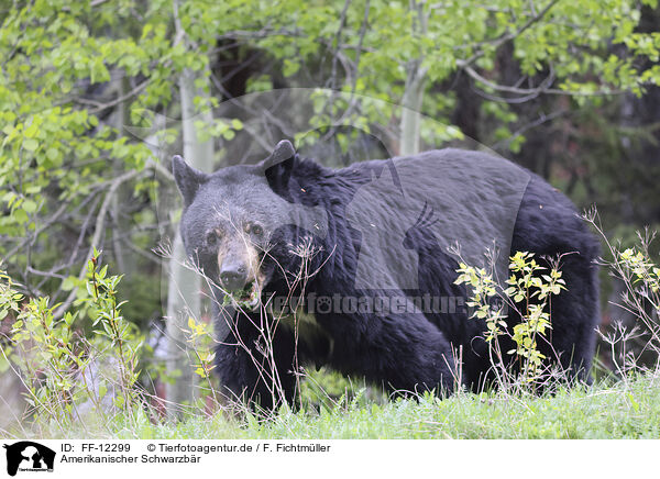 Amerikanischer Schwarzbr / American black bear / FF-12299
