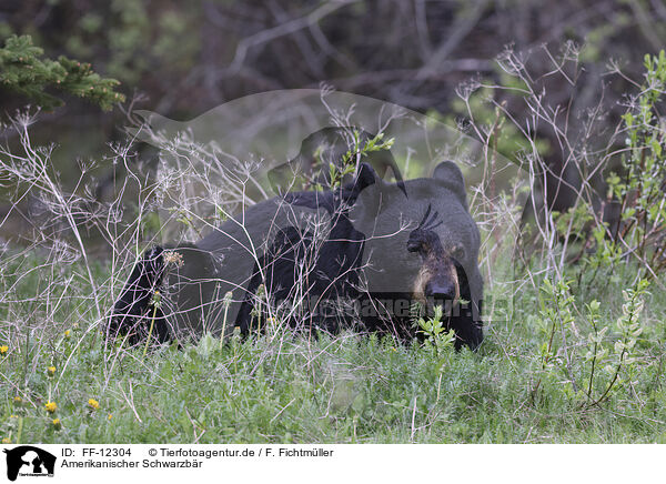 Amerikanischer Schwarzbr / American black bear / FF-12304