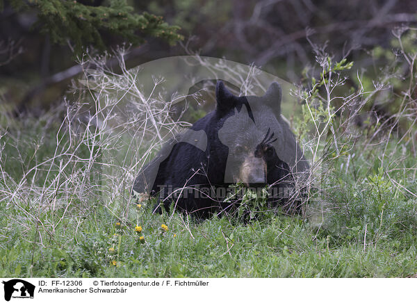 Amerikanischer Schwarzbr / American black bear / FF-12306