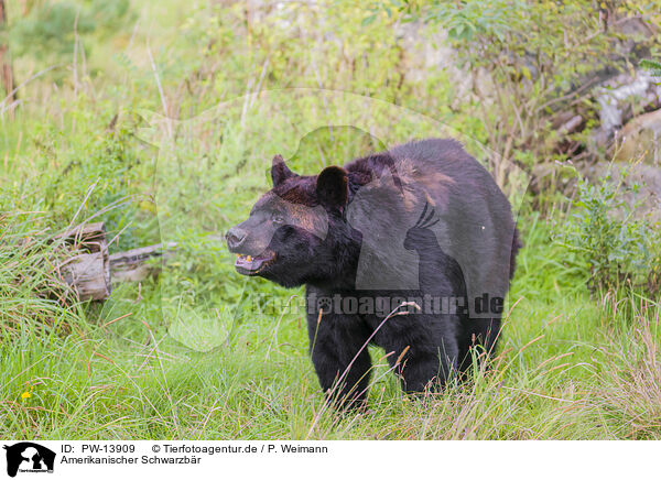 Amerikanischer Schwarzbr / American black bear / PW-13909