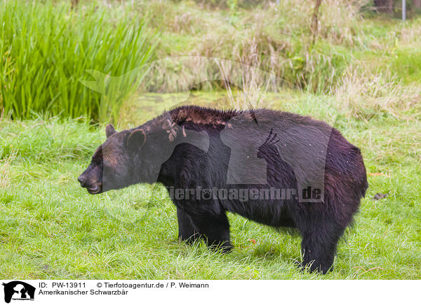 Amerikanischer Schwarzbr / American black bear / PW-13911
