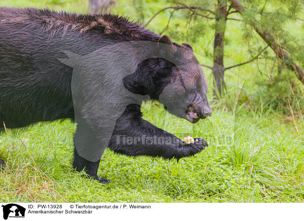 Amerikanischer Schwarzbr / American black bear / PW-13928