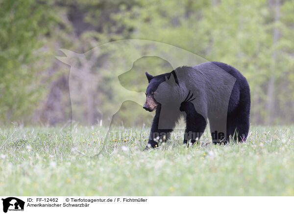 Amerikanischer Schwarzbr / American black bear / FF-12462