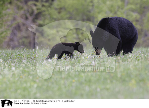 Amerikanische Schwarzbren / American black bears / FF-12463