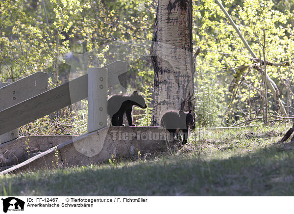 Amerikanische Schwarzbren / American black bears / FF-12467