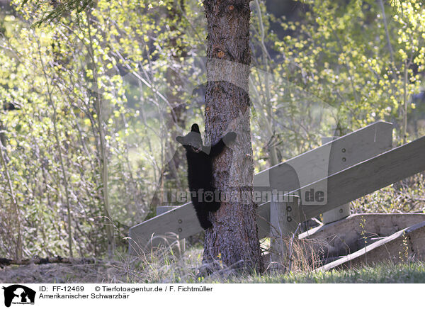 Amerikanischer Schwarzbr / American black bear / FF-12469