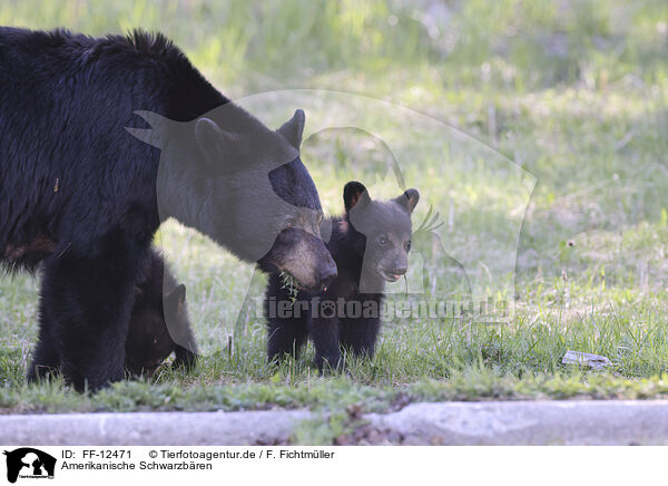 Amerikanische Schwarzbren / American black bears / FF-12471