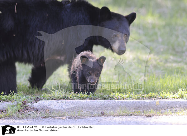 Amerikanische Schwarzbren / American black bears / FF-12472