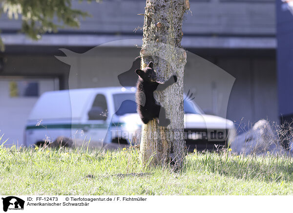 Amerikanischer Schwarzbr / American black bear / FF-12473