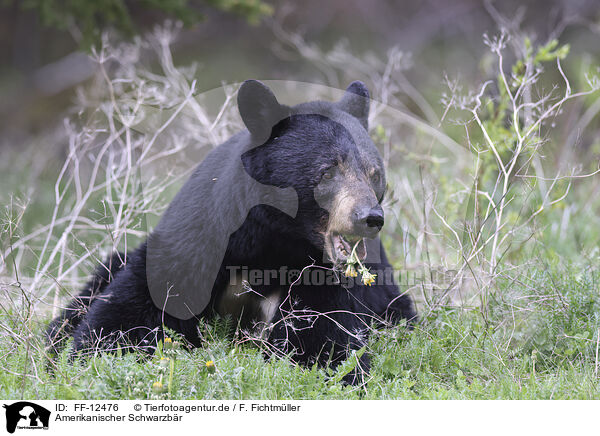 Amerikanischer Schwarzbr / American black bear / FF-12476