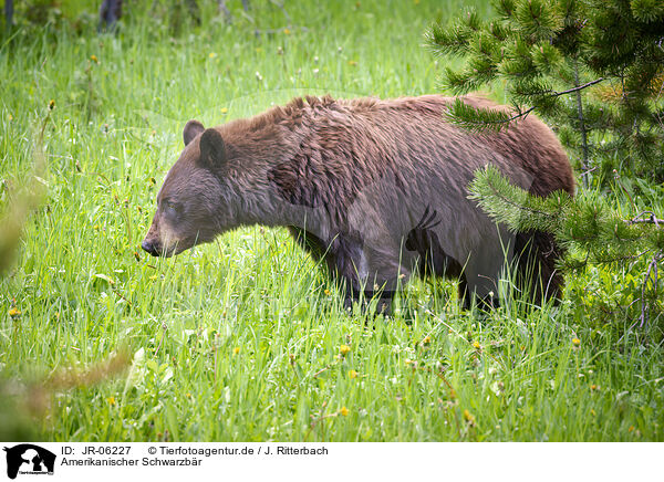 Amerikanischer Schwarzbr / JR-06227