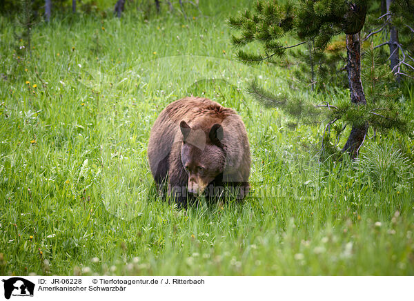 Amerikanischer Schwarzbr / JR-06228