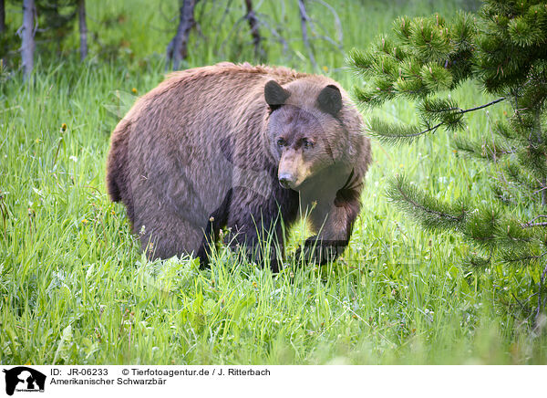 Amerikanischer Schwarzbr / American black bear / JR-06233