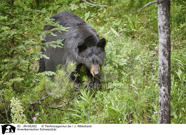 Amerikanischer Schwarzbr / American black bear / JR-06282