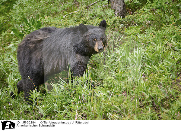 Amerikanischer Schwarzbr / American black bear / JR-06284