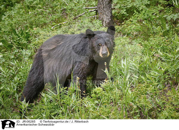 Amerikanischer Schwarzbr / American black bear / JR-06285