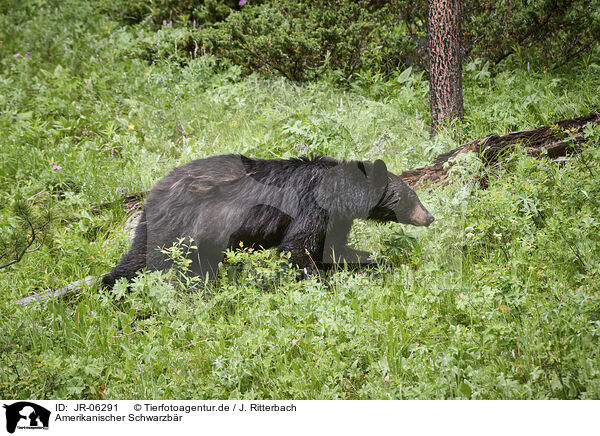 Amerikanischer Schwarzbr / American black bear / JR-06291