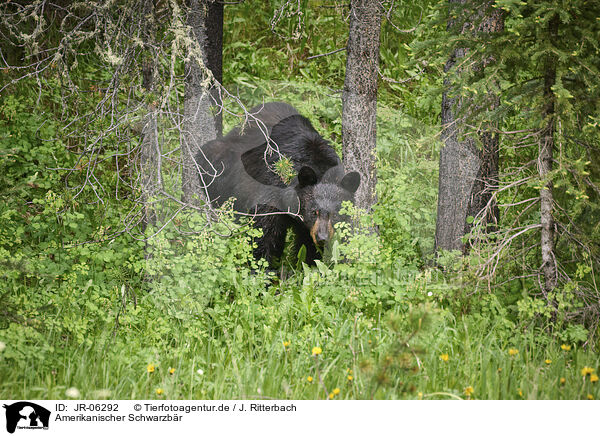 Amerikanischer Schwarzbr / American black bear / JR-06292