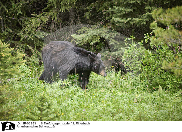 Amerikanischer Schwarzbr / American black bear / JR-06293