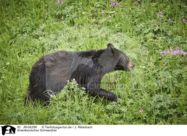Amerikanischer Schwarzbr / JR-06296