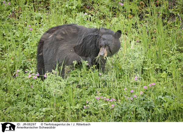 Amerikanischer Schwarzbr / American black bear / JR-06297