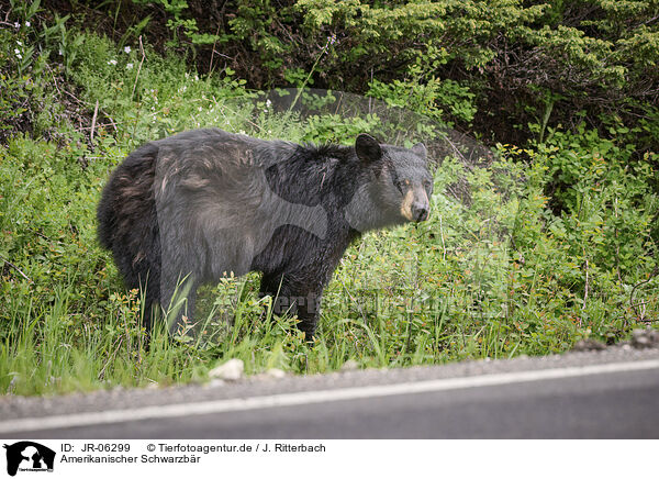 Amerikanischer Schwarzbr / American black bear / JR-06299