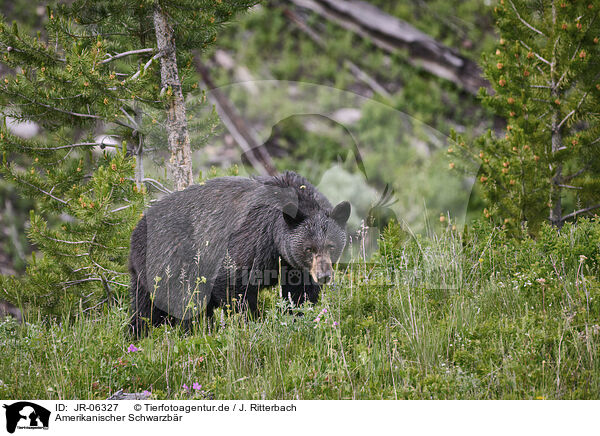 Amerikanischer Schwarzbr / American black bear / JR-06327